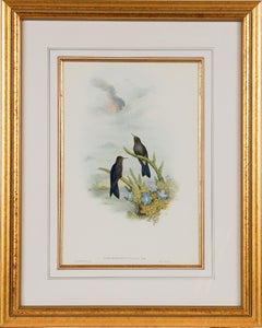 Thorn-Bill Hummingbirds: A Framed 19th C. Hand-colored Lithograph by Gould