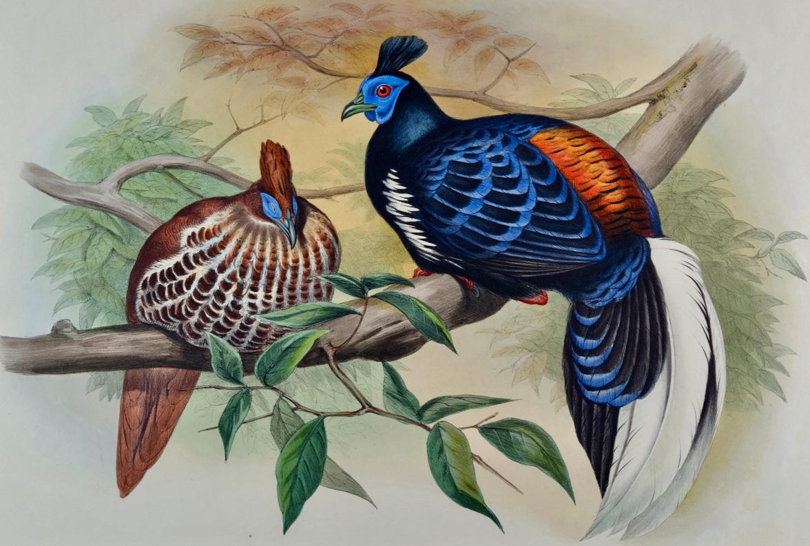 Veillot's Crested Fireback Birds: 19th C. Hand-colored Lithograph by John Gould - Print by John Gould and Henry Constantine Richter