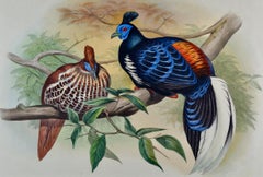 Veillot's Crested Fireback Birds: 19th C. Hand-colored Lithograph by John Gould