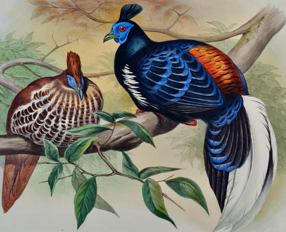 Veillot's Crested Fireback Birds: 19th C. Hand-colored Lithograph by John Gould - Naturalistic Print by John Gould and Henry Constantine Richter