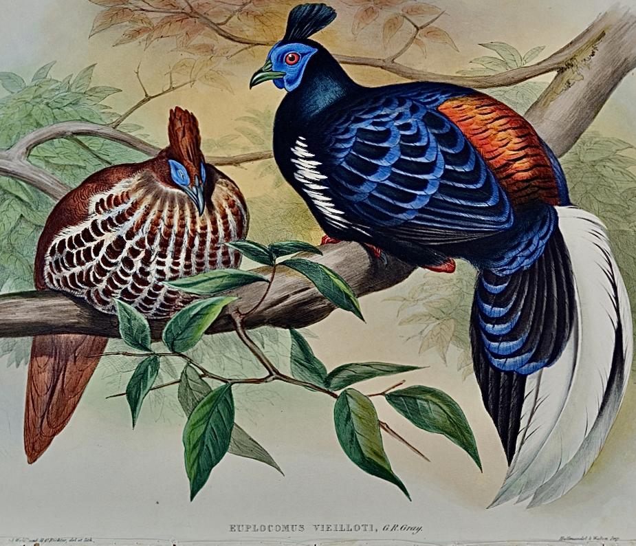 Veillot's Crested Fireback Birds: 19th C. Hand-colored Lithograph by John Gould - Gray Landscape Print by John Gould and Henry Constantine Richter