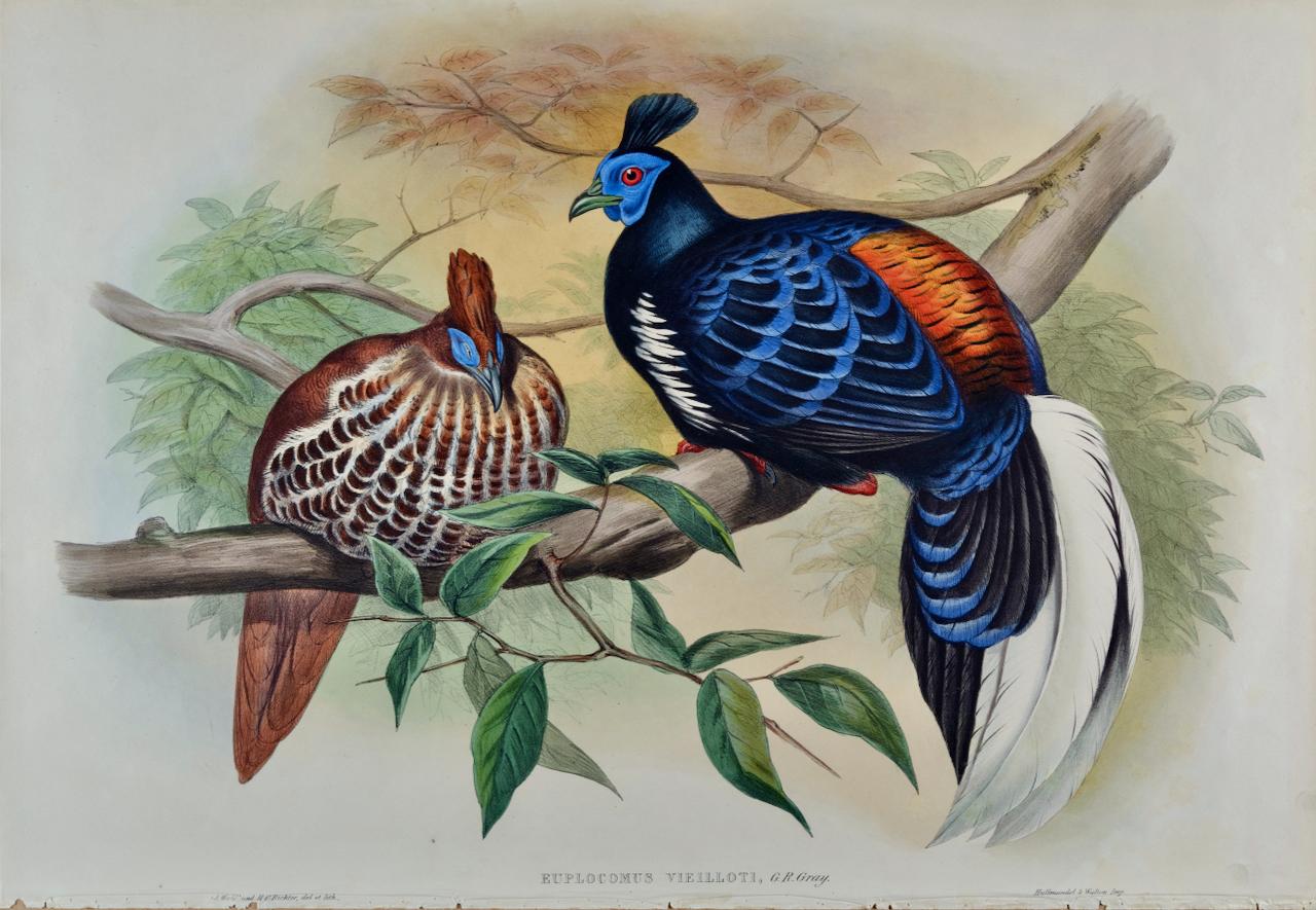 John Gould and Henry Constantine Richter Landscape Print - Veillot's Crested Fireback Birds: 19th C. Hand-colored Lithograph by John Gould