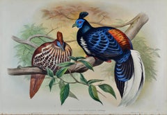 Veillot's Crested Fireback Birds: 19th C. Hand-colored Lithograph by John Gould