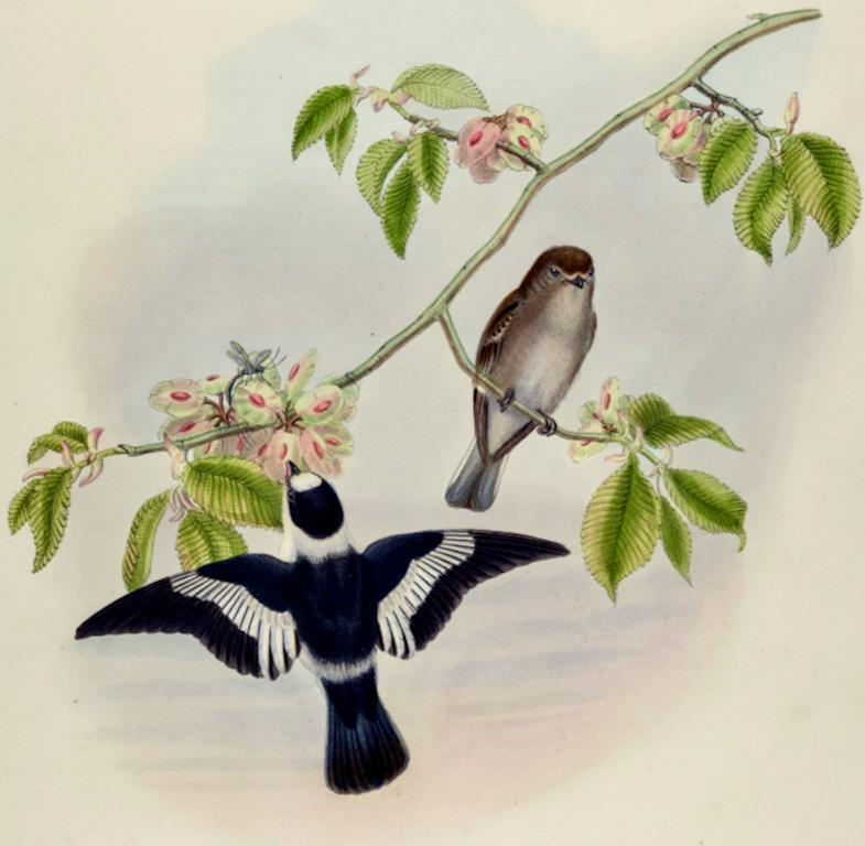 White-collared Flycatcher Birds: A 19th C. Hand-colored Lithograph by John Gould - Print by John Gould and Henry Constantine Richter