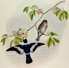 White-collared Flycatcher Birds: A 19th C. Hand-colored Lithograph by John Gould