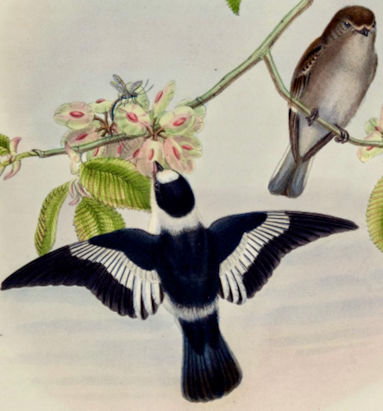 White-collared Flycatcher Birds: A 19th C. Hand-colored Lithograph by John Gould - Naturalistic Print by John Gould and Henry Constantine Richter