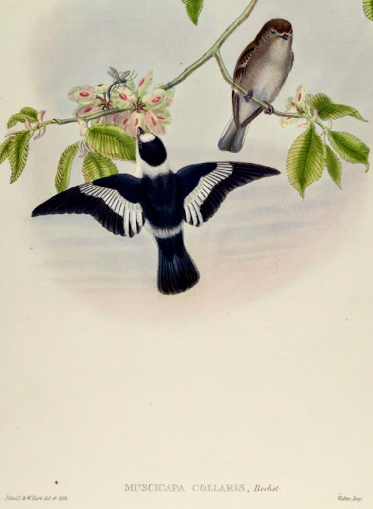 White-collared Flycatcher Birds: A 19th C. Hand-colored Lithograph by John Gould - Beige Animal Print by John Gould and Henry Constantine Richter
