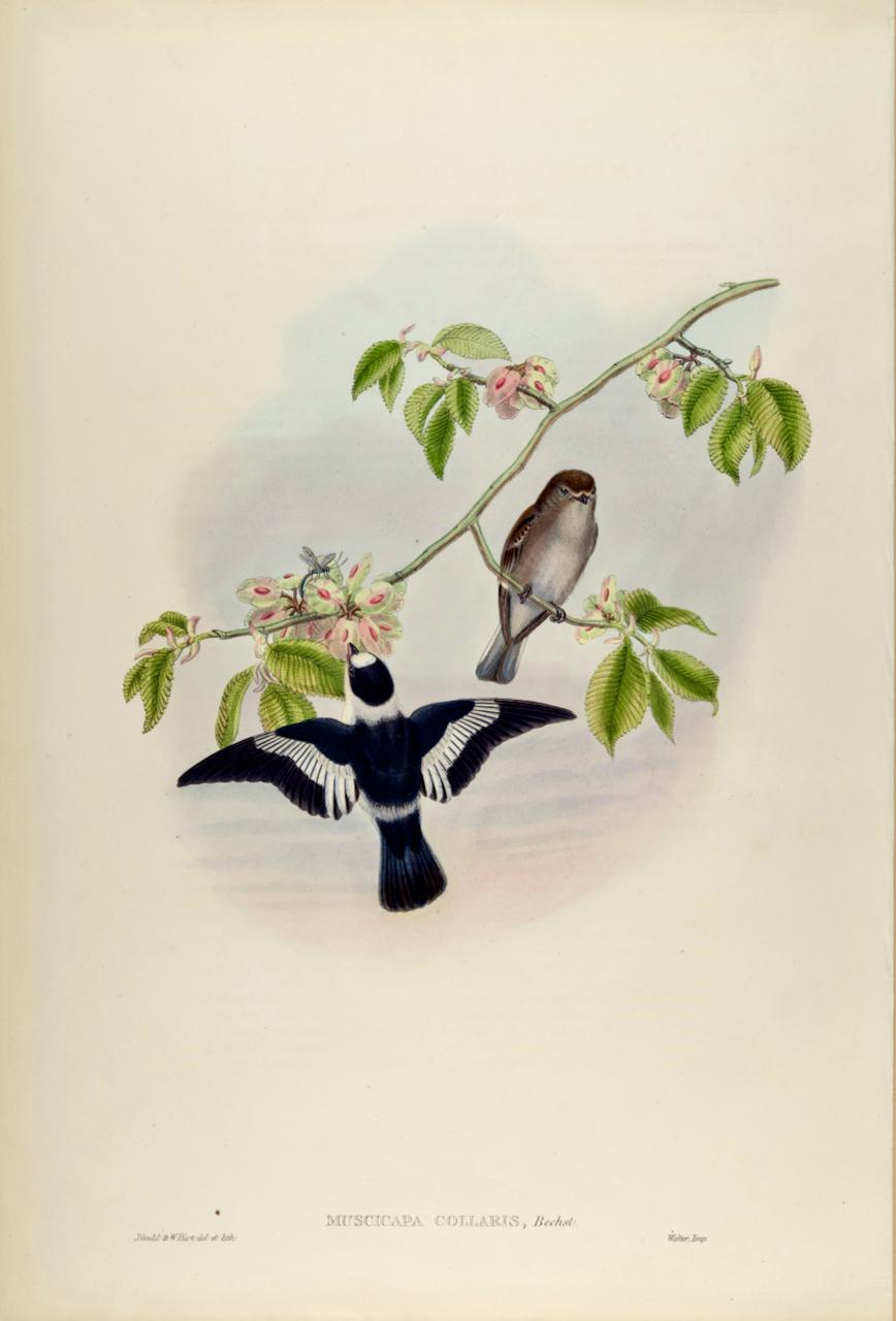 John Gould and Henry Constantine Richter Animal Print - White-collared Flycatcher Birds: A 19th C. Hand-colored Lithograph by John Gould