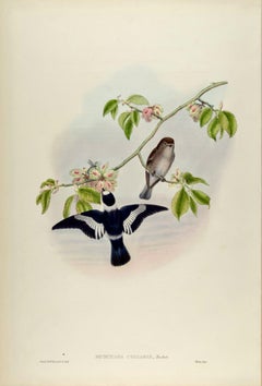 White-collared Flycatcher Birds: A 19th C. Hand-colored Lithograph by John Gould