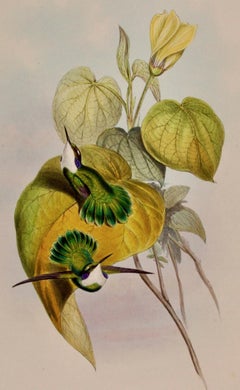 White-throated Hummingbirds: A 19th C. Hand-colored Lithograph by John Gould