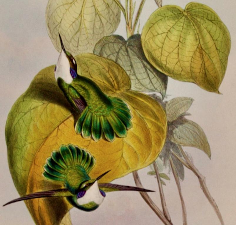 Hummingbirds blanchis : une lithographie colorée à la main du 19e siècle par John Gould - Naturalisme Print par John Gould and Henry Constantine Richter
