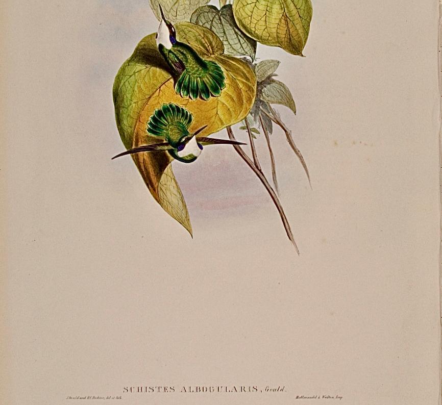 Hummingbirds blanchis : une lithographie colorée à la main du 19e siècle par John Gould - Beige Animal Print par John Gould and Henry Constantine Richter