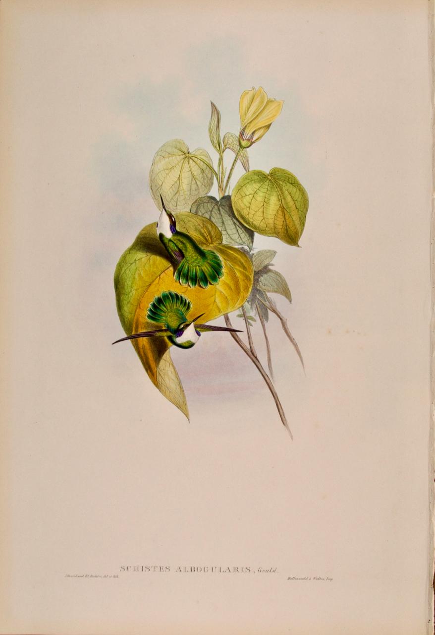 Animal Print John Gould and Henry Constantine Richter - Hummingbirds blanchis : une lithographie colorée à la main du 19e siècle par John Gould