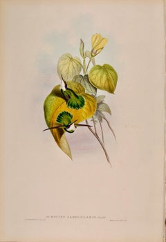 White-throated Hummingbirds: A 19th C. Hand-colored Lithograph by John Gould