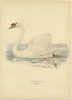 Gracia en el agua: El cisne vulgar (Cygnus olor) en reposo, 1929