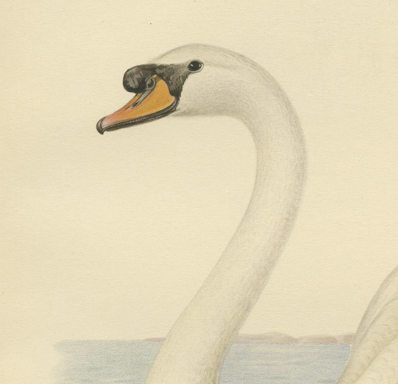 Grace on the Water: The Mute Swan (Cygnus olor) in Repose, 1929 In Good Condition For Sale In Langweer, NL