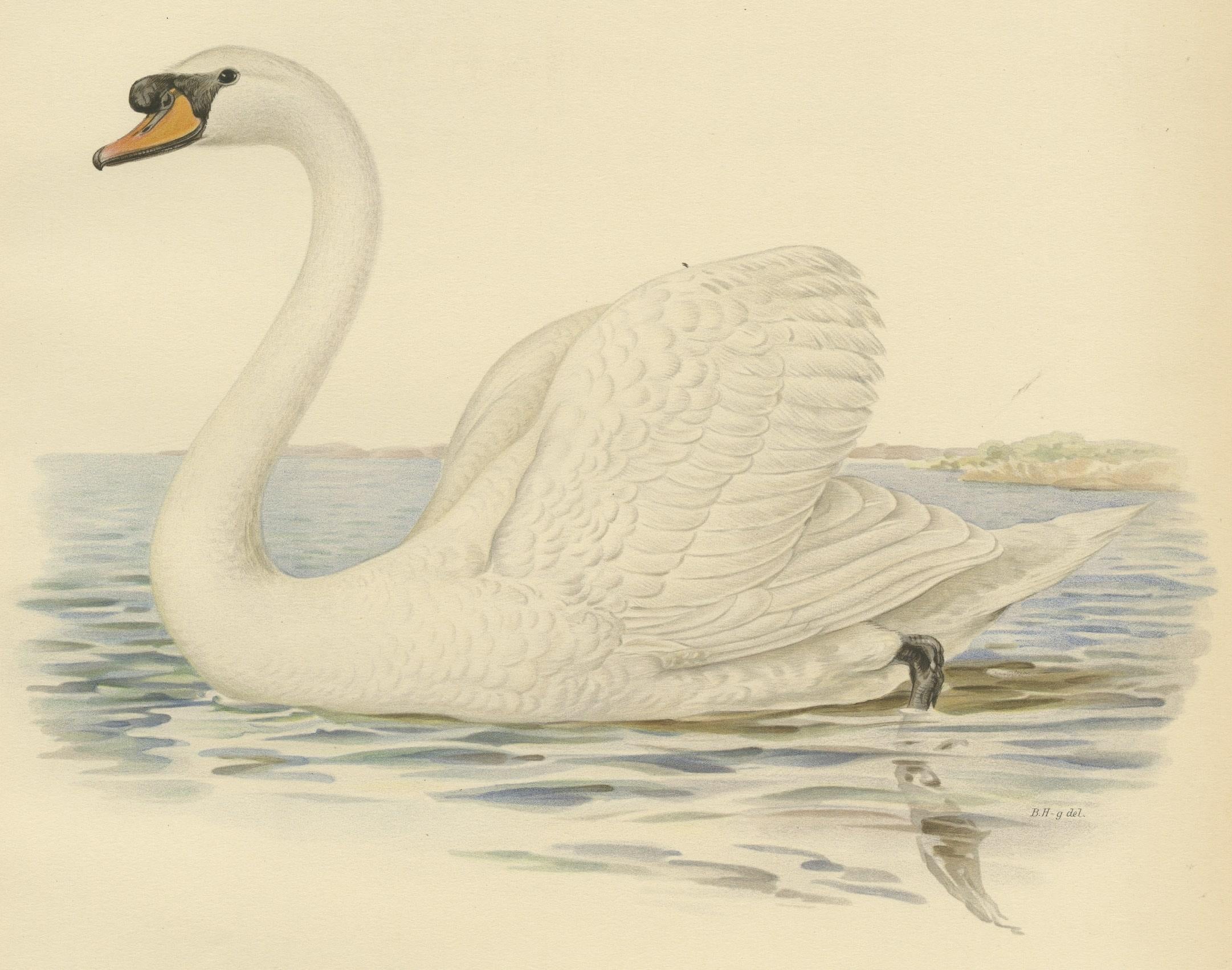Early 20th Century Grace on the Water: The Mute Swan (Cygnus olor) in Repose, 1929 For Sale