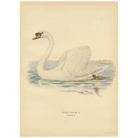 Grace on the Water: The Mute Swan (Cygnus olor) in Repose, 1929
