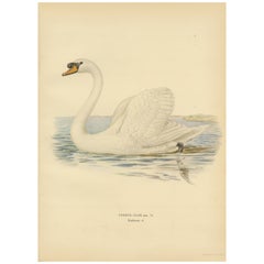 Grazia sull'acqua: Il cigno muto (Cygnus olor) in riposo, 1929