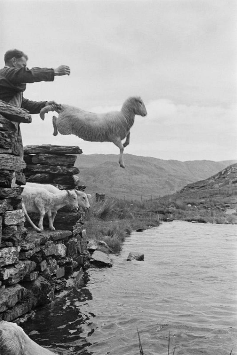 "Sheep Dip" by Grace Robertson

Sheep being thrown into the stream in Hafod y Llan, Snowdonia, 11th August 1951. Original Publication : Picture Post - 5377 - Shearing Time In Snowdonia - pub. 1951

Unframed
Paper Size: 24" x 20'' (inches)
Printed