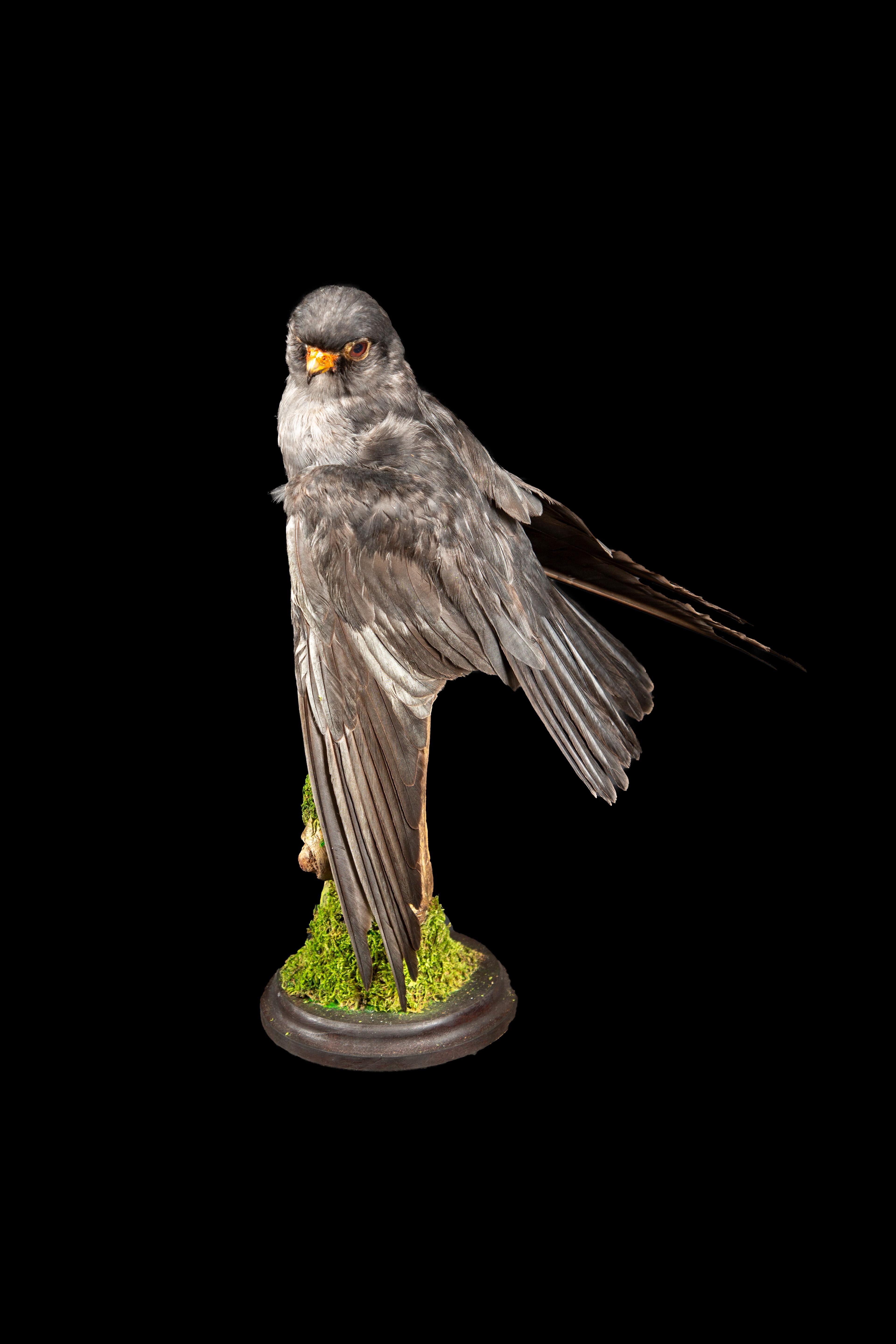 Captivating Taxidermy portrayal of the Lesser Kestrel (Falco naumanni), a diminutive falcon species renowned for its graceful flight and striking appearance. Found across a vast expanse from the Mediterranean to Central Asia, including regions