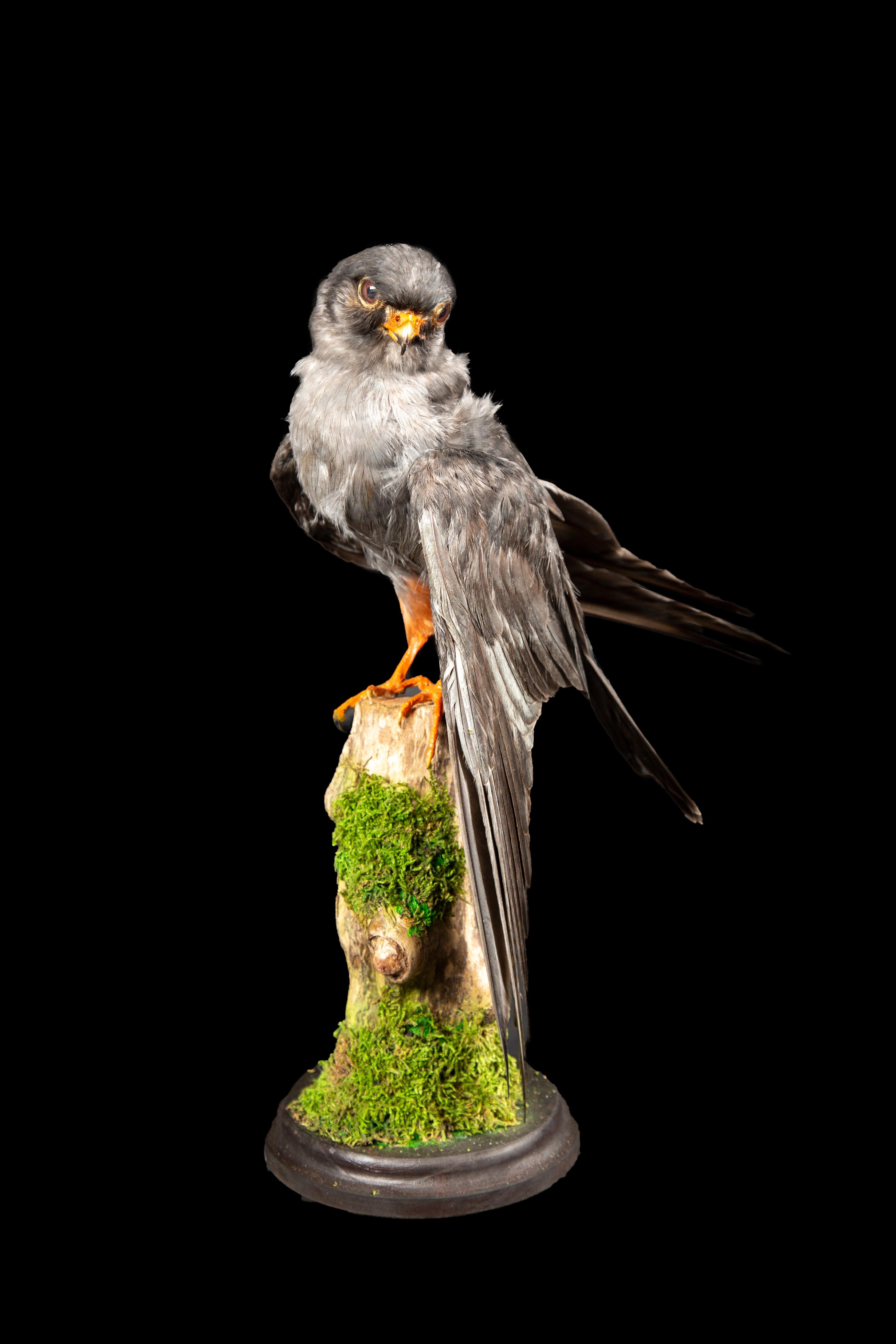 American Graceful Beauty Preserved: Taxidermy Specimen of the Lesser Kestrel on Branch For Sale