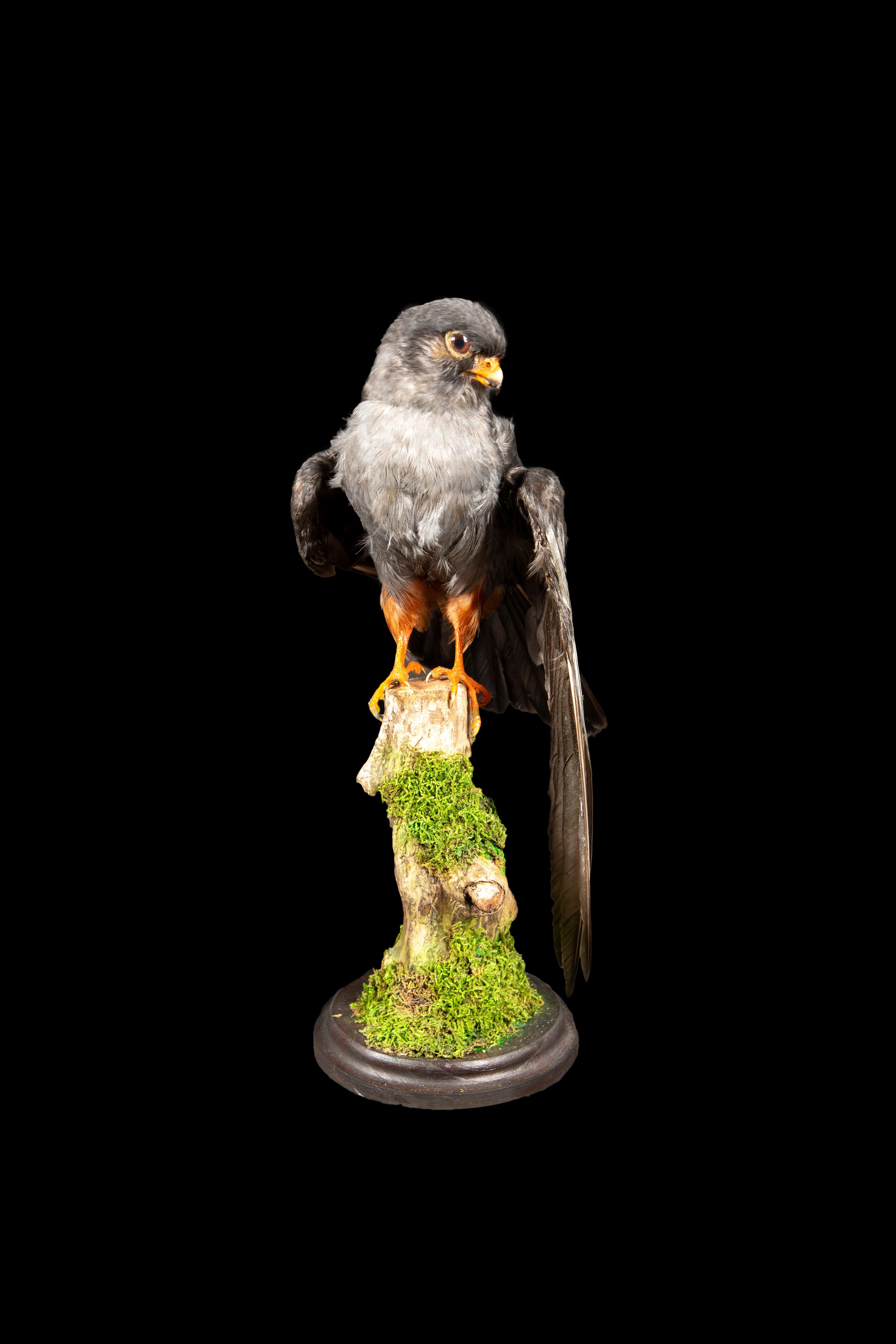 Graceful Beauty Preserved: Taxidermy Specimen of the Lesser Kestrel on Branch In New Condition For Sale In New York, NY