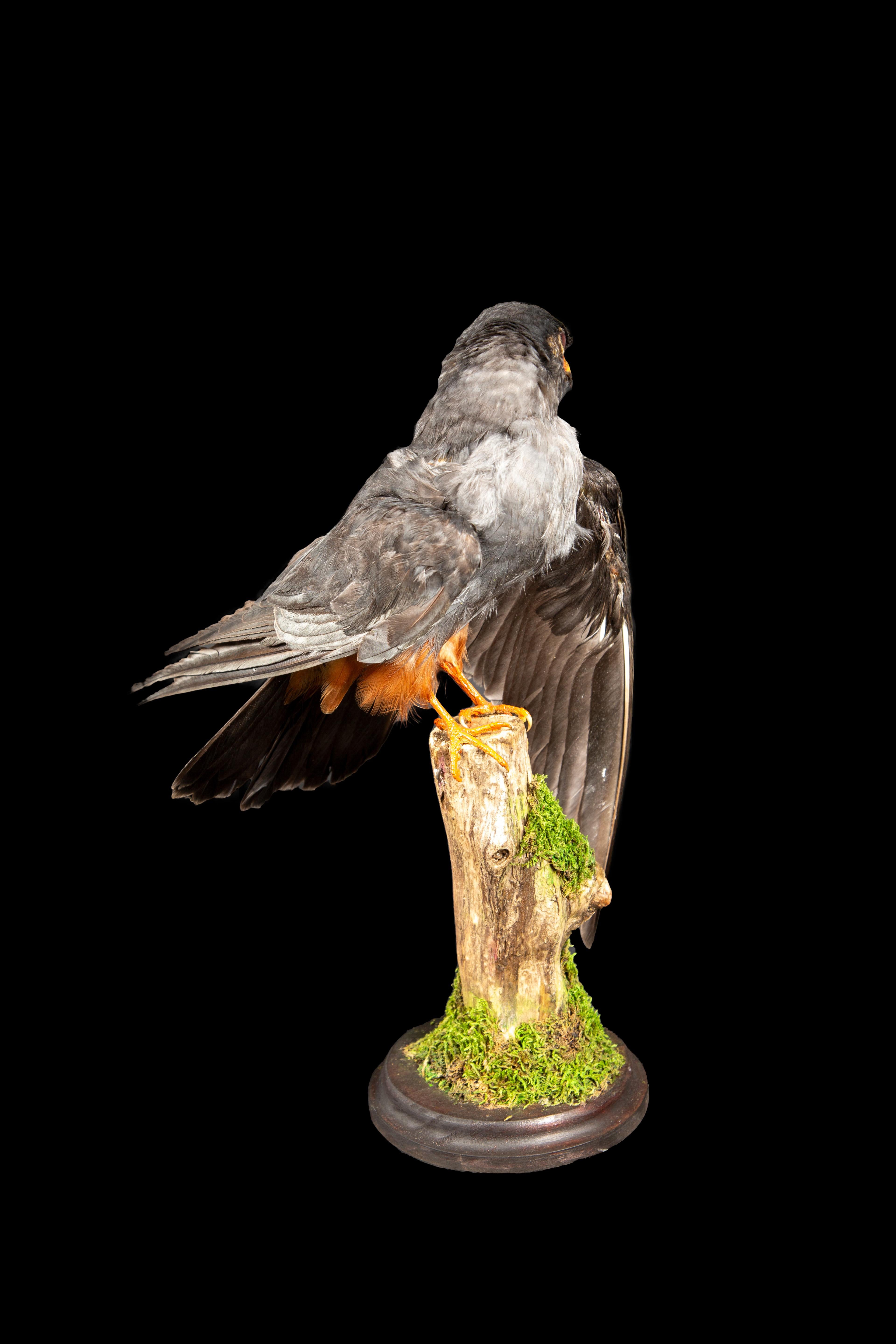 Contemporary Graceful Beauty Preserved: Taxidermy Specimen of the Lesser Kestrel on Branch For Sale
