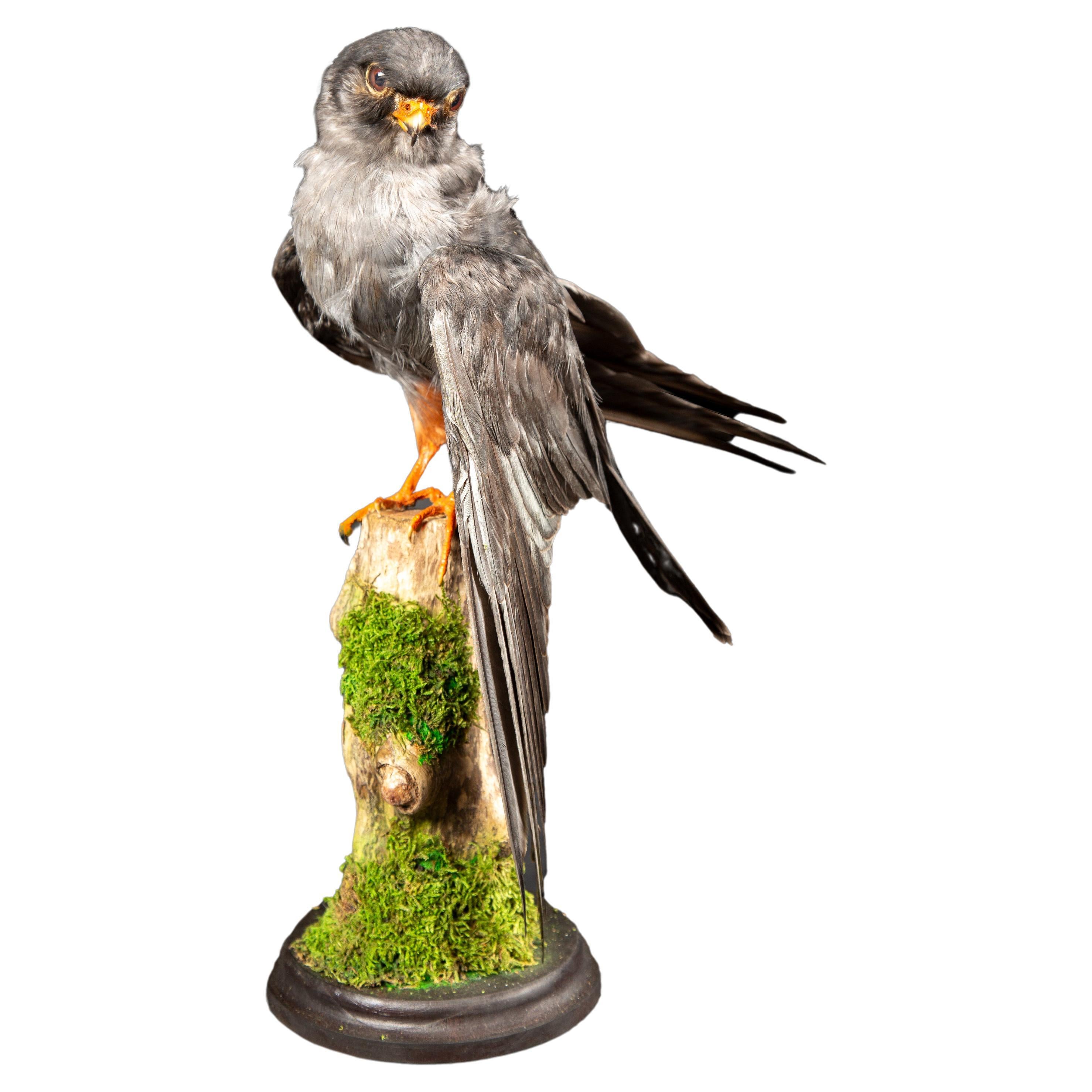 Graceful Beauty Preserved: Taxidermy Specimen of the Lesser Kestrel on Branch For Sale