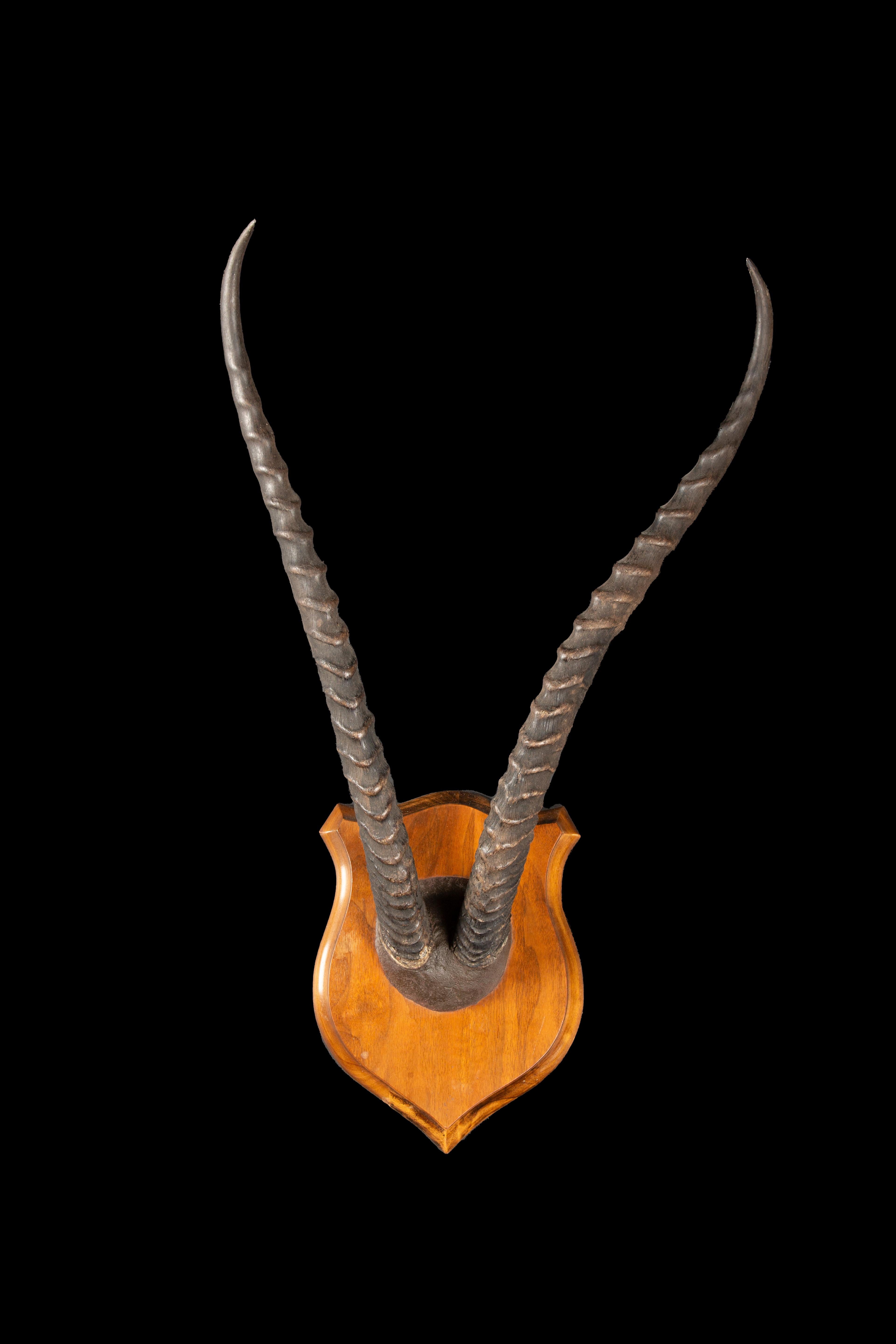 Plaque-Mounted Gazelle Horns, ein fesselndes Stück Taxidermie-Kunst, das die unvergleichliche Schönheit der Grants Gazelle Hörner zeigt. Dieses sorgfältig gefertigte Präparat ist ein Zeugnis für die natürliche Eleganz und Anmut dieser prächtigen