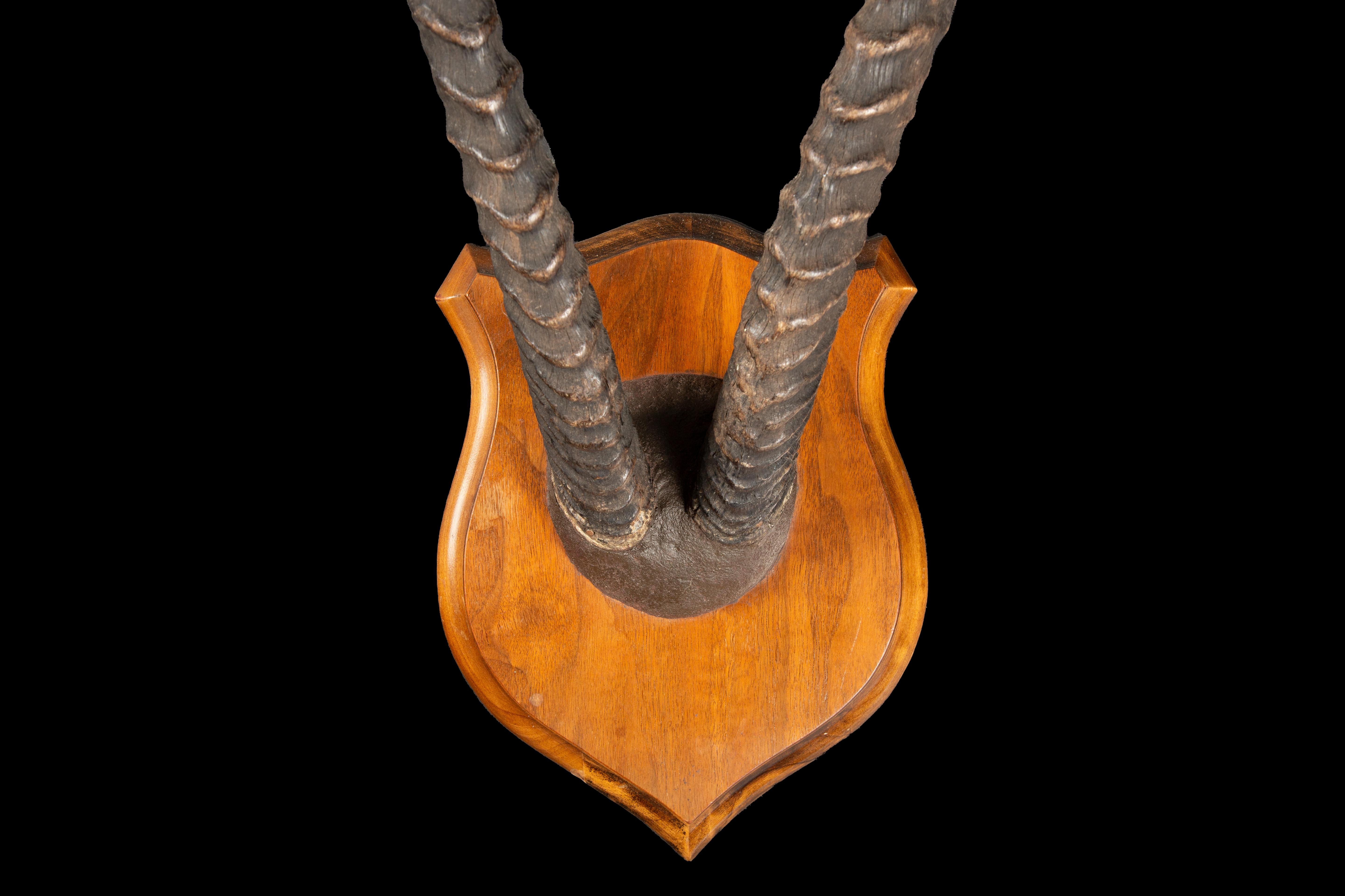Anmutige Eleganz: Grants Gazelle Horn Plaque Taxidermie Mount (Viktorianisch) im Angebot