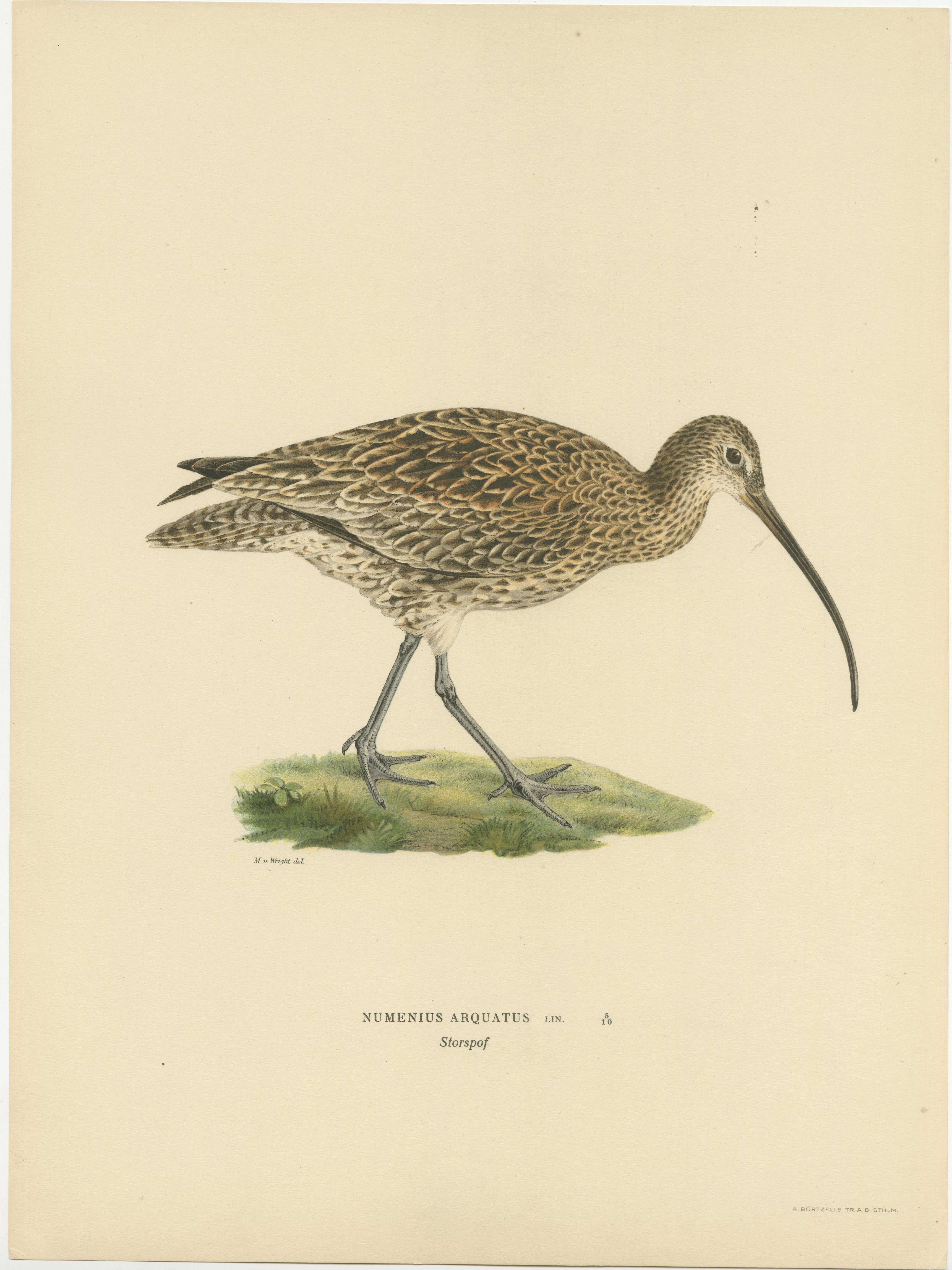 The image showcases an illustration of the Eurasian Whimbrel (Numenius phaeopus), a bird known for its long, curved beak and mottled brown plumage, which allows it to blend into its marshy and coastal environments. This specific print is part of a