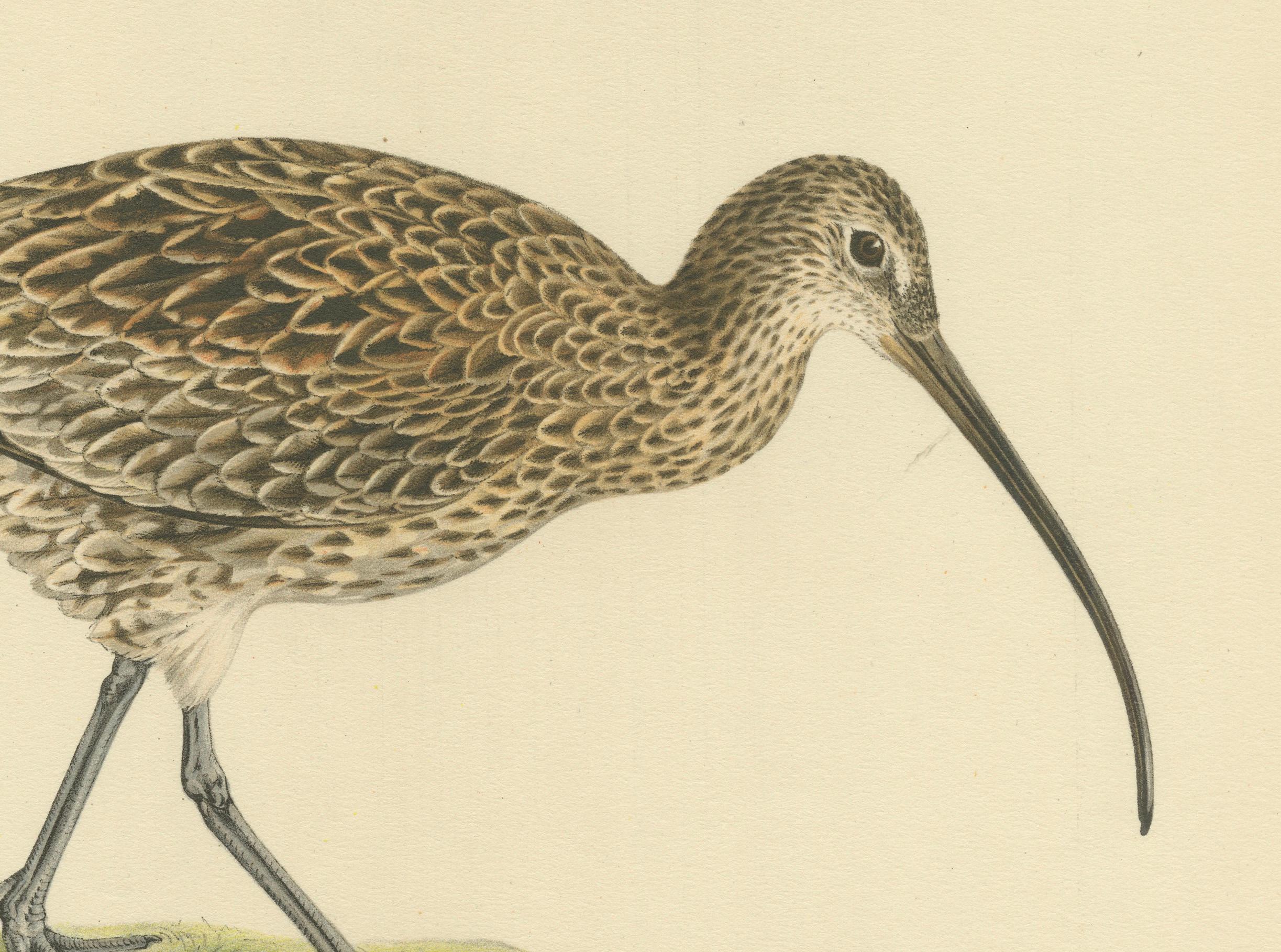 Graceful Forager: The Eurasian Whimbrel by Magnus von Wright, 1929 In Good Condition For Sale In Langweer, NL