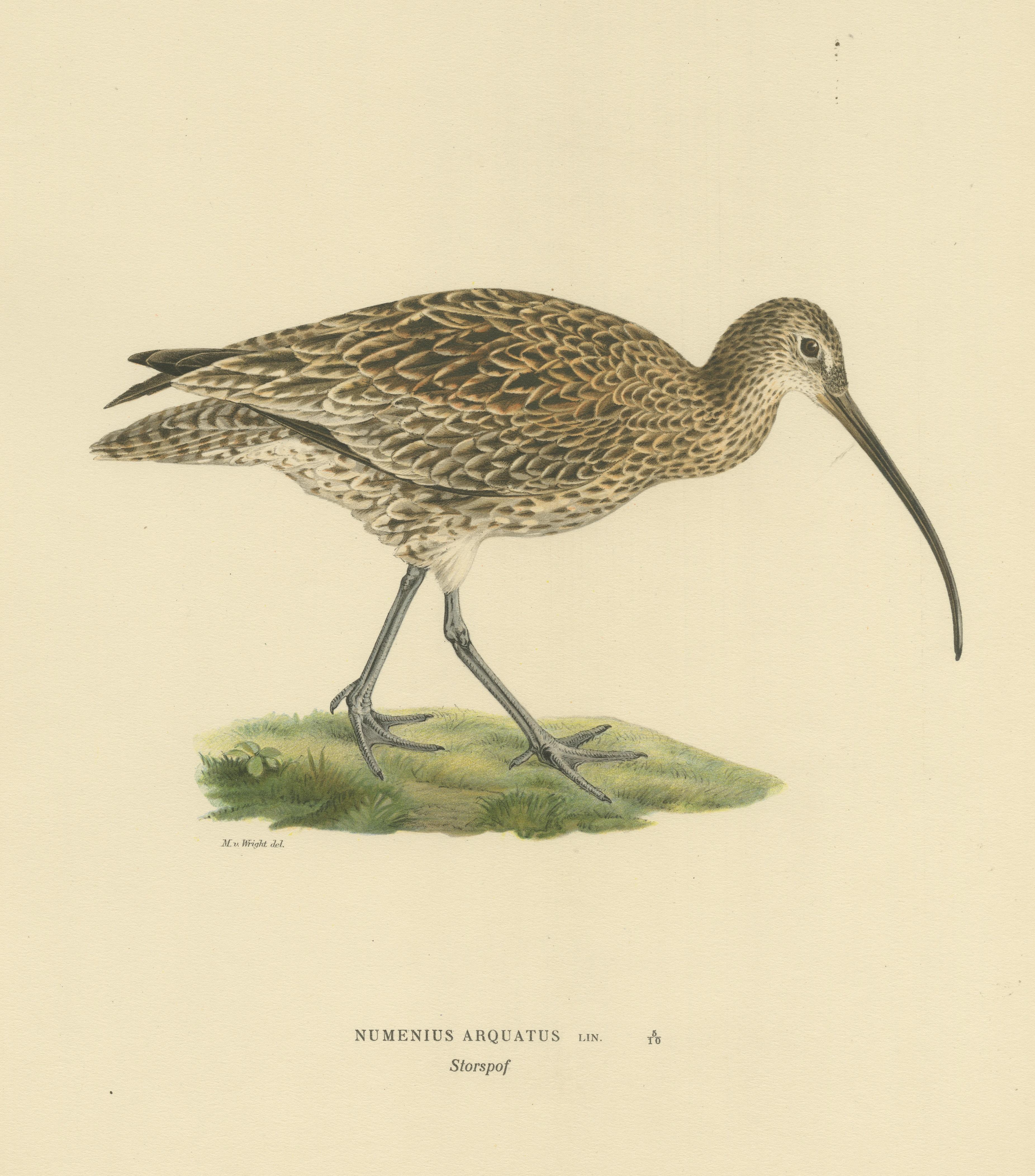 20th Century Graceful Forager: The Eurasian Whimbrel by Magnus von Wright, 1929 For Sale
