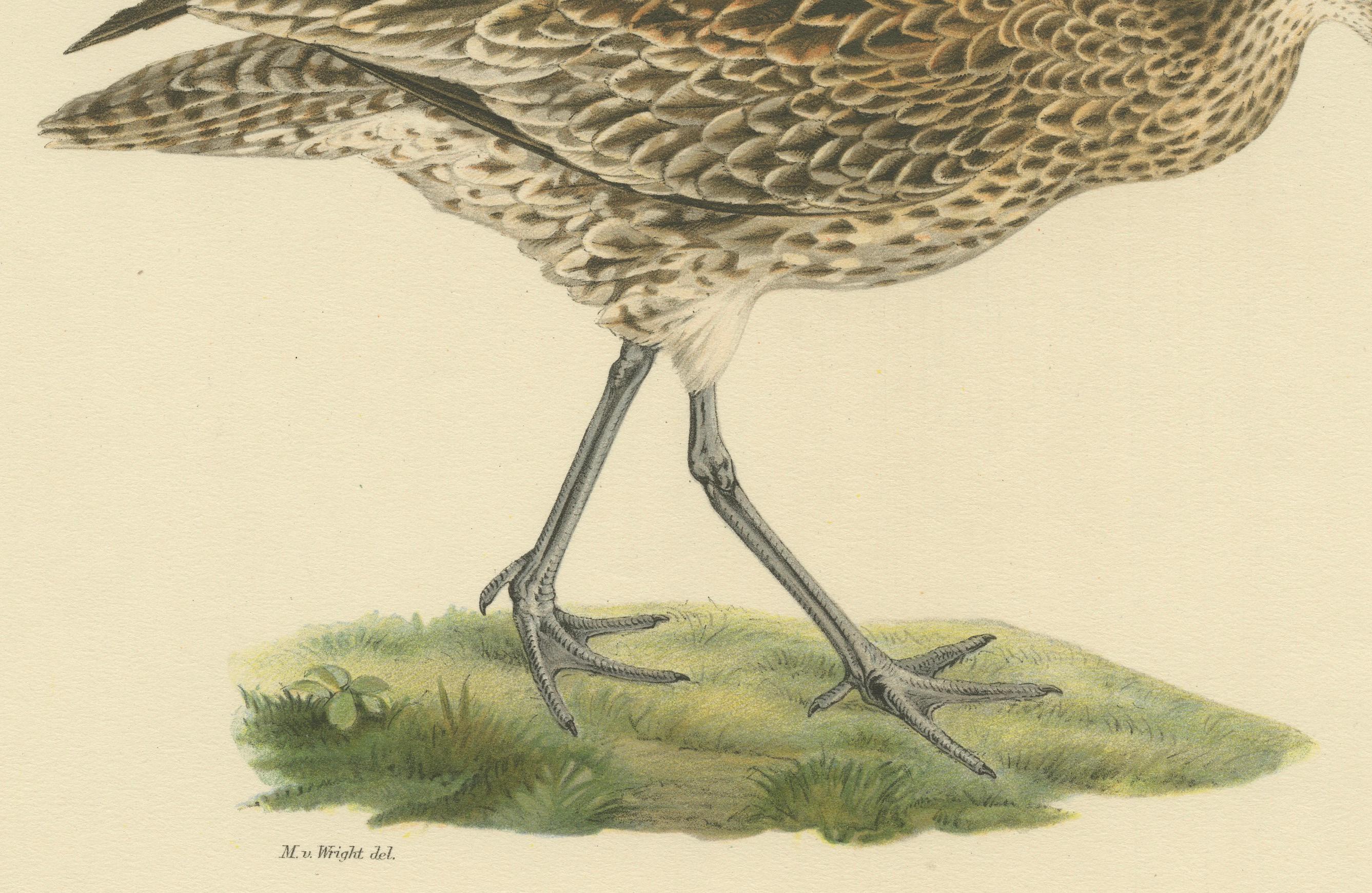 Paper Graceful Forager: The Eurasian Whimbrel by Magnus von Wright, 1929 For Sale