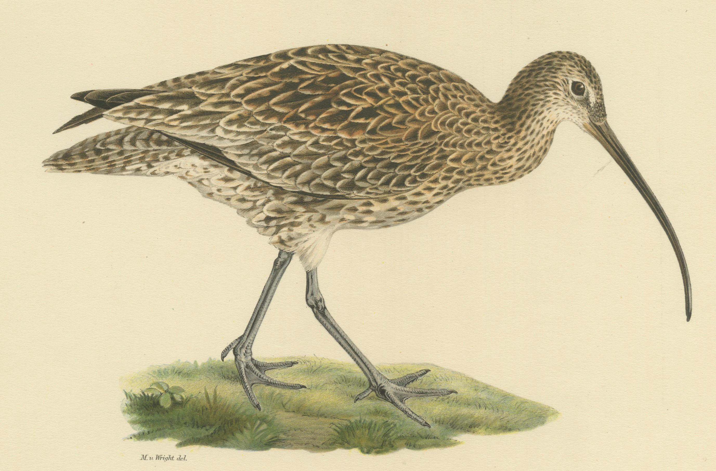 Graceful Forager: The Eurasian Whimbrel by Magnus von Wright, 1929 For Sale 1