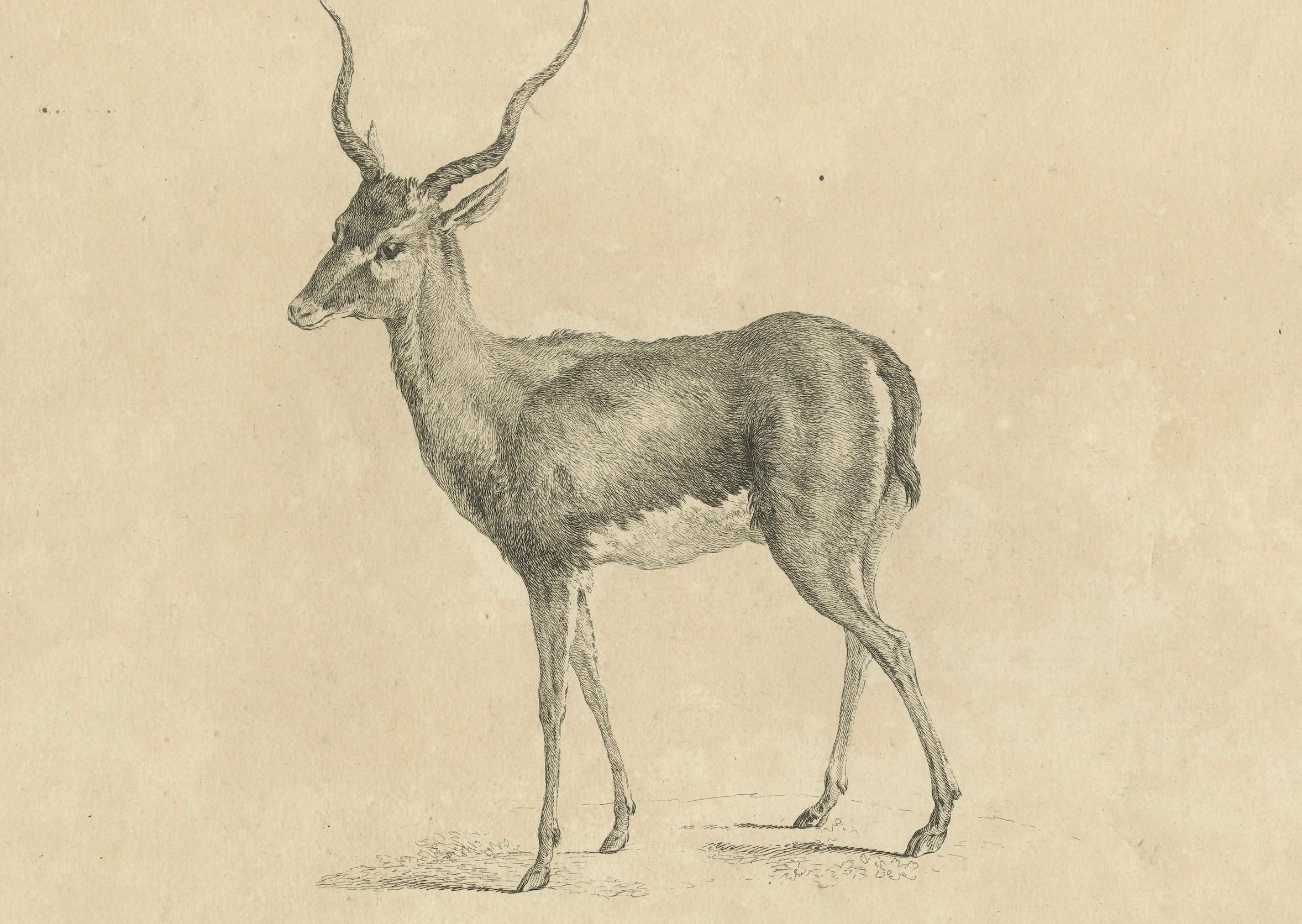Anmutige Gazelle: Eine elegante Radierung - Veröffentlicht um 1740 im Zustand „Gut“ im Angebot in Langweer, NL
