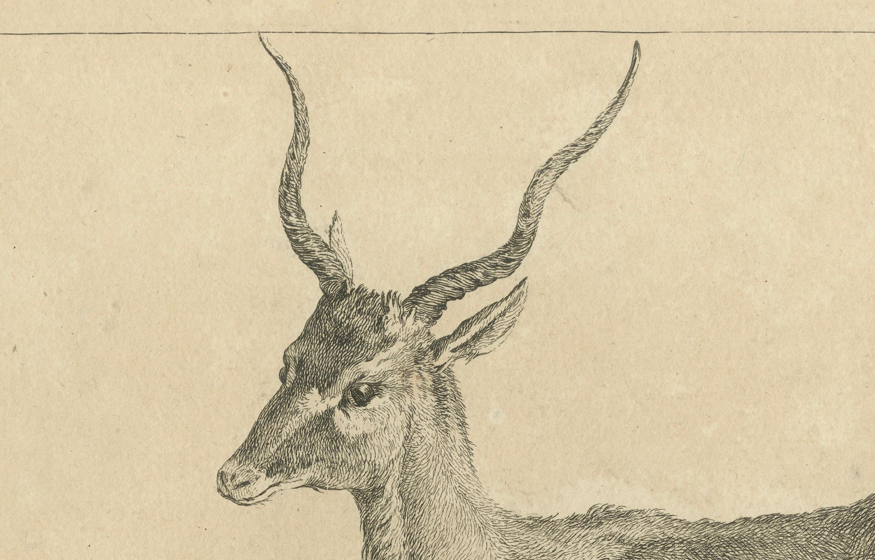 Anmutige Gazelle: Eine elegante Radierung - Veröffentlicht um 1740 (Mitte des 18. Jahrhunderts) im Angebot