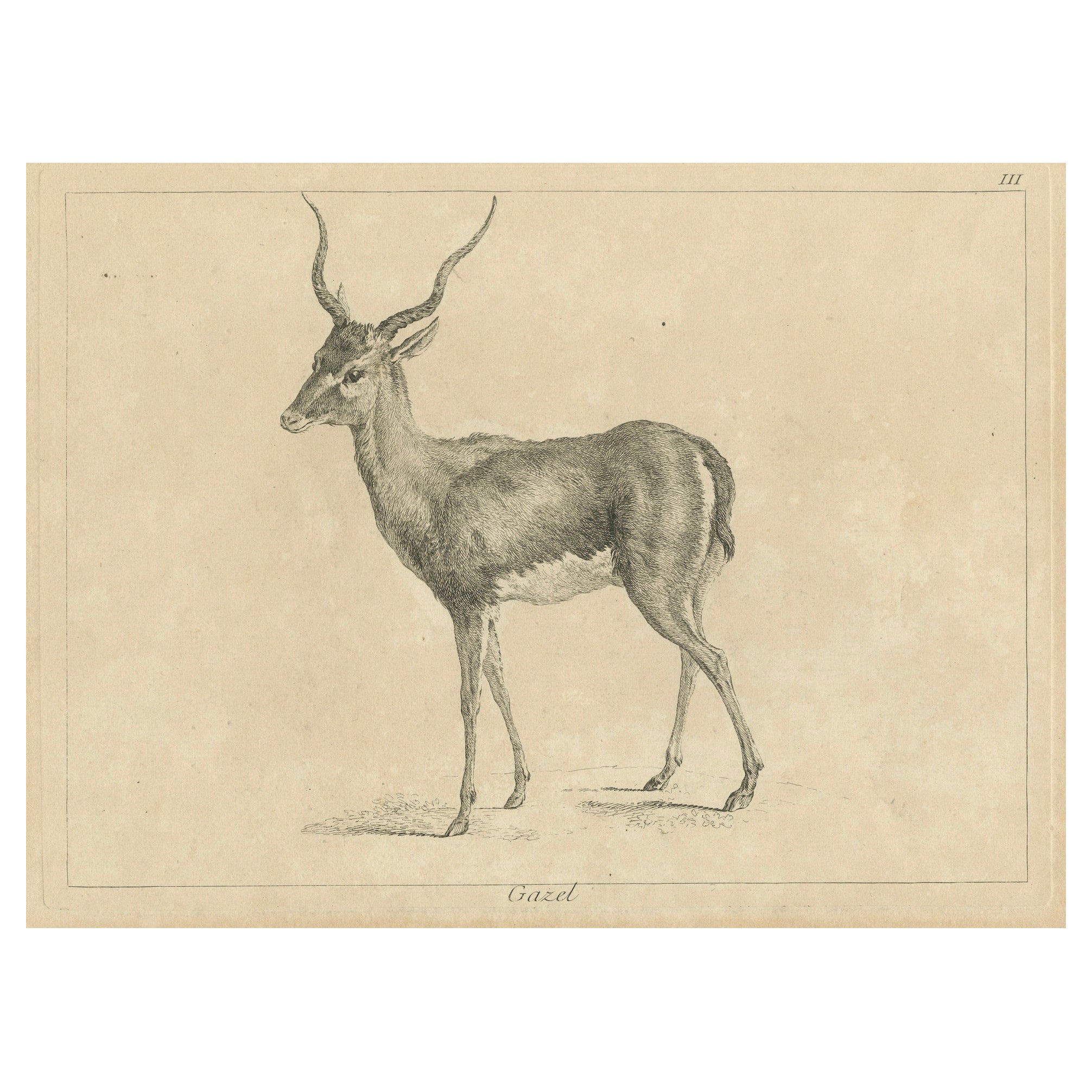 Gazelle gracieuse : une élégante gravure à l'eau-forte - Publiée vers 1740 en vente