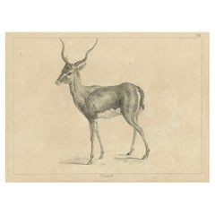 Gazelle gracieuse : une élégante gravure à l'eau-forte - Publiée vers 1740