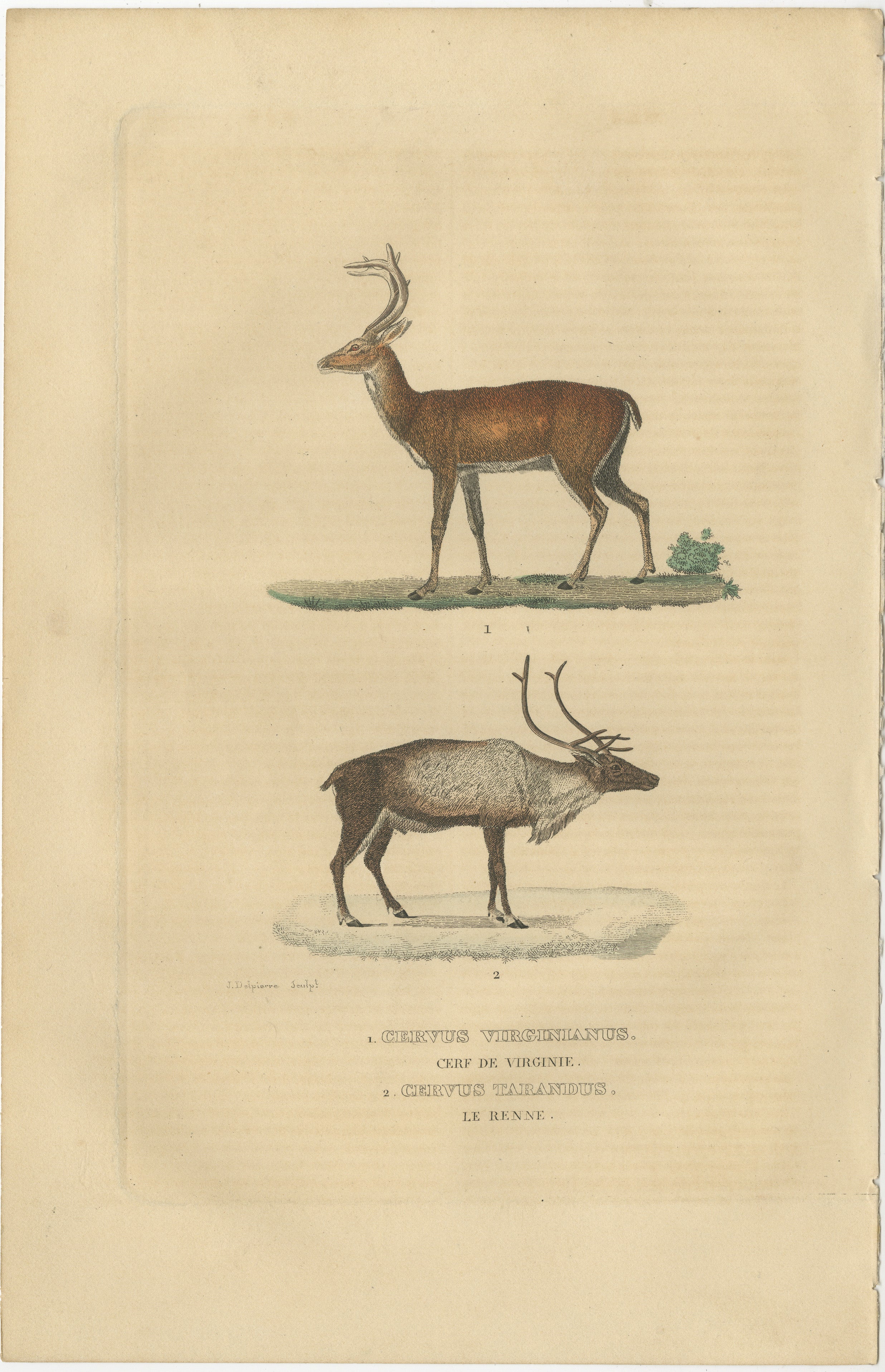 The illustration depicts two species of deer:

1. **Cervus virginianus** - Commonly known as the white-tailed deer, this species is native to the Americas. It is characterized by the white underside to its tail, which it displays prominently when