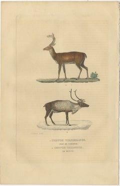 Graceful Grazers: The White-Tailed Deer and the Reindeer, 1845