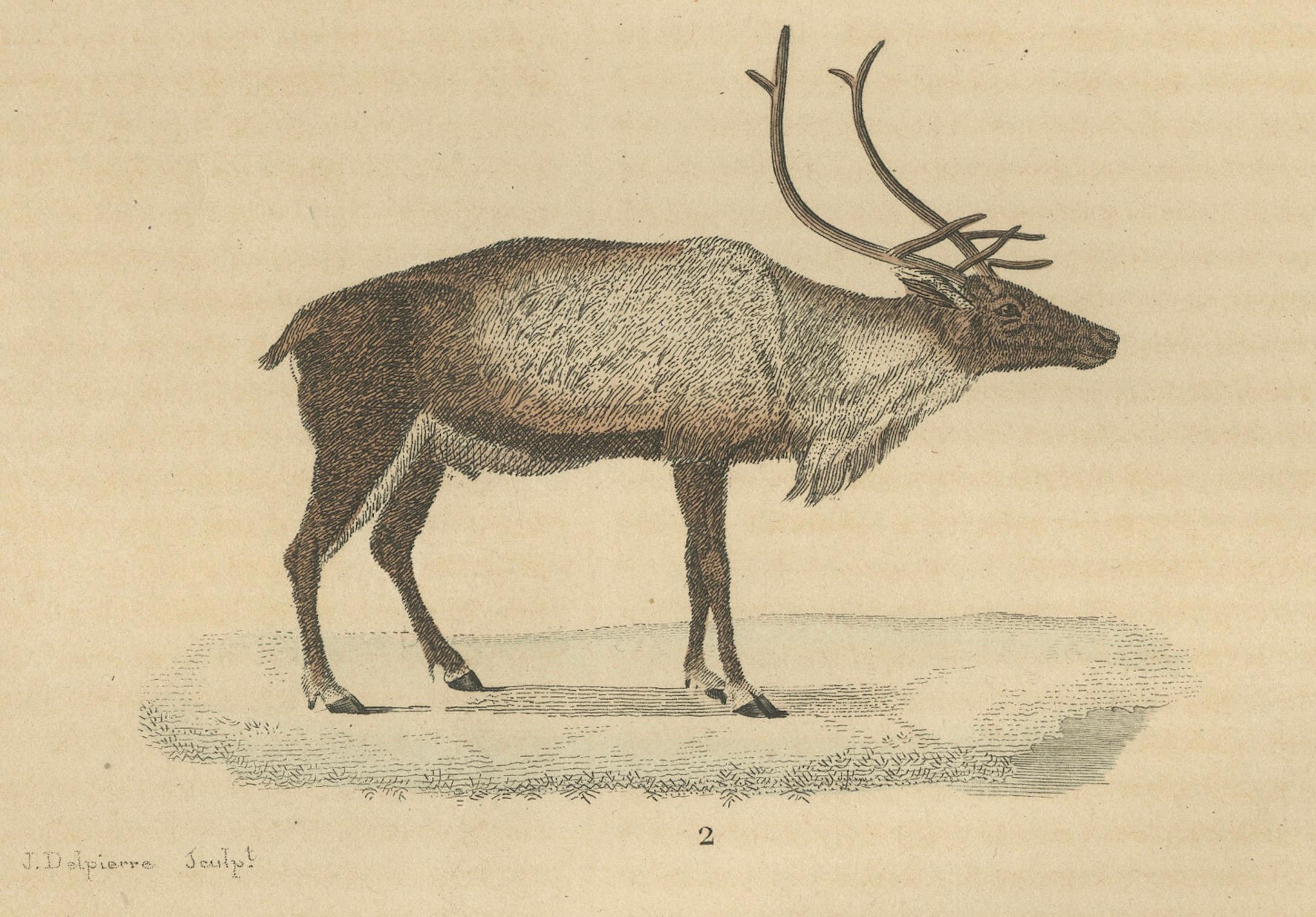 Engraved Graceful Grazers: The White-Tailed Deer and the Reindeer, 1845 For Sale