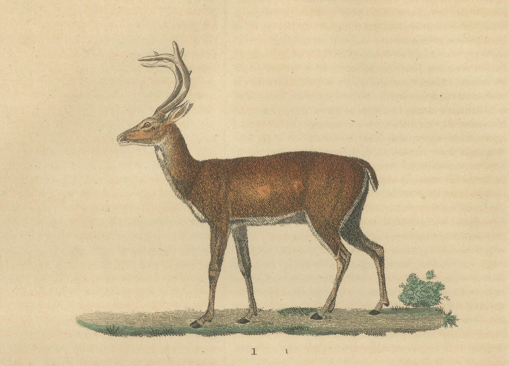 Graceful Grazers: The White-Tailed Deer and the Reindeer, 1845 In Good Condition For Sale In Langweer, NL