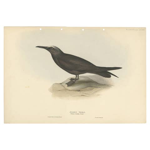 Noddy Tern – Antique Bird Print by John Gould, Hand-Colored c.1832