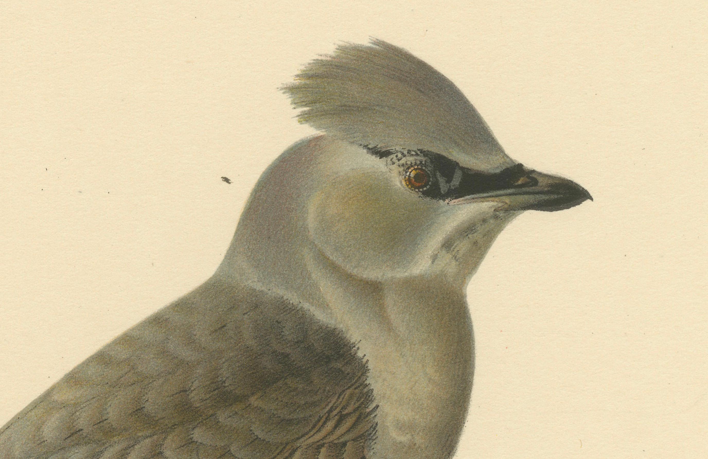 This print presents the Bohemian Waxwing, scientifically named 