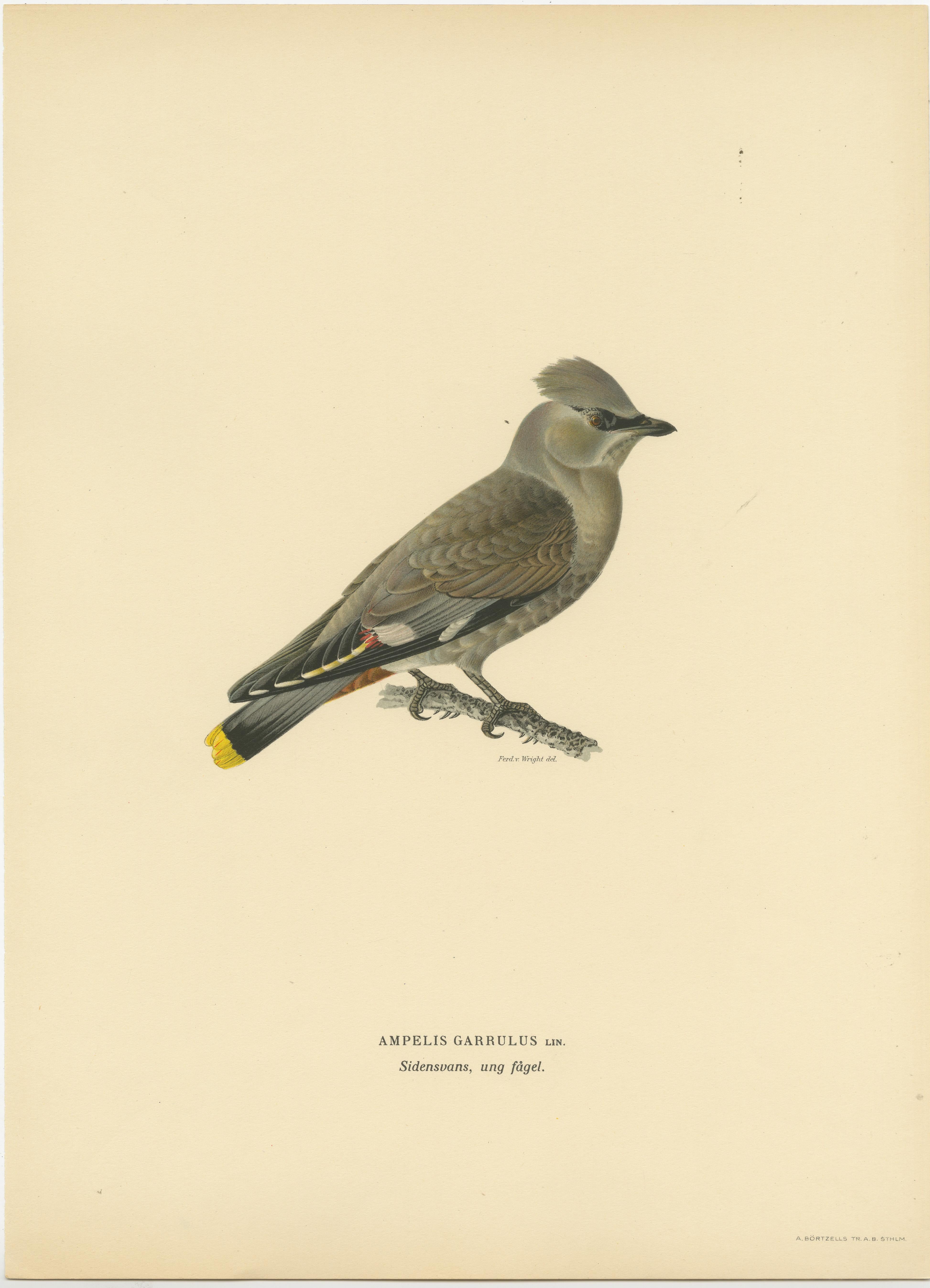 Graceful Nomad: A Portrait of the Juvenile Bohemian Waxwing by Magnus von Wright In Good Condition For Sale In Langweer, NL