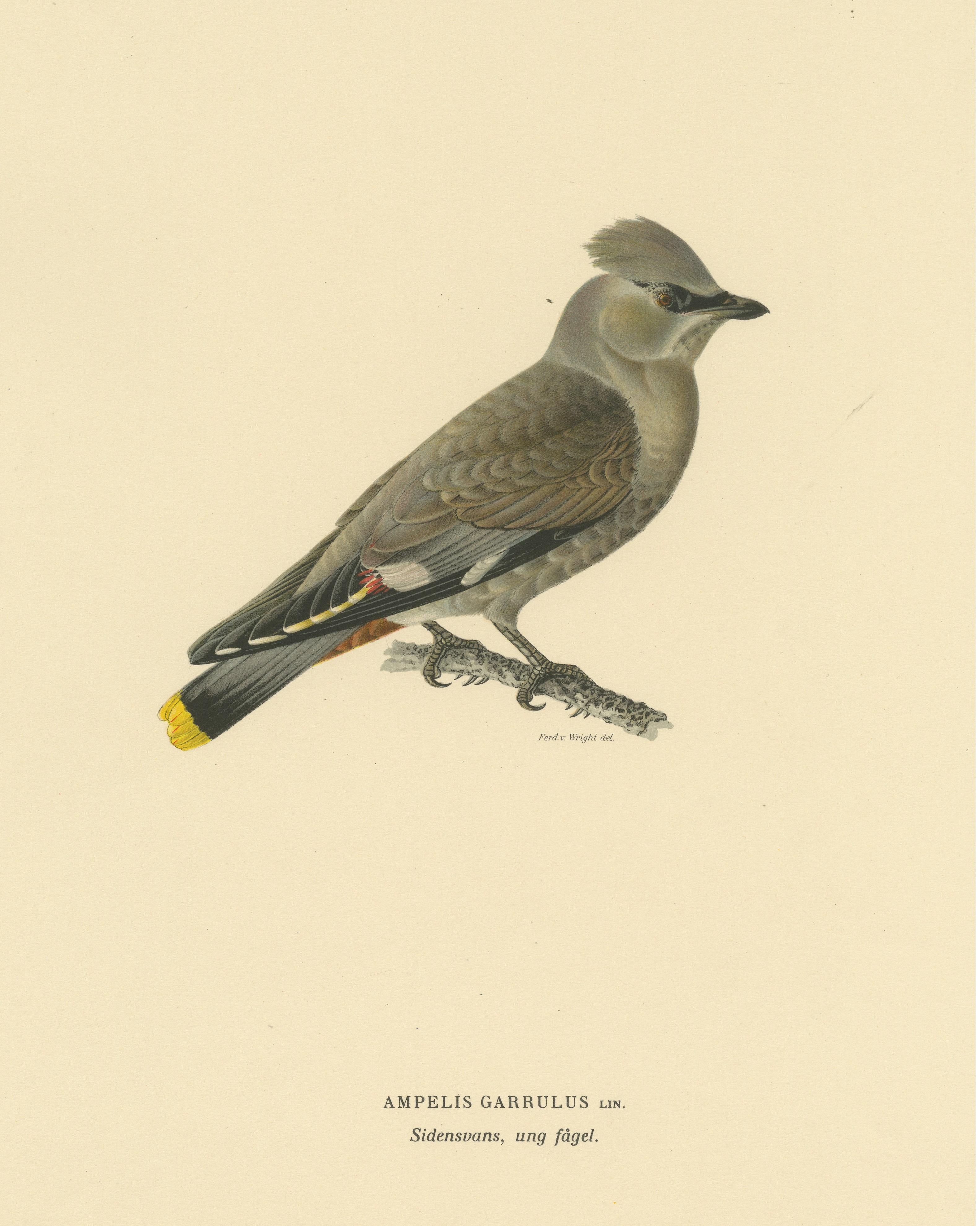 20th Century Graceful Nomad: A Portrait of the Juvenile Bohemian Waxwing by Magnus von Wright For Sale