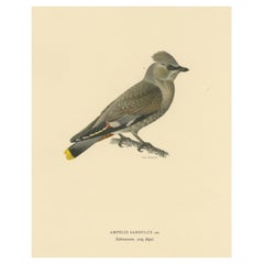 Graceful Nomad: Ein Porträt der jüngeren böhmischen Waxwing von Magnus von Wright