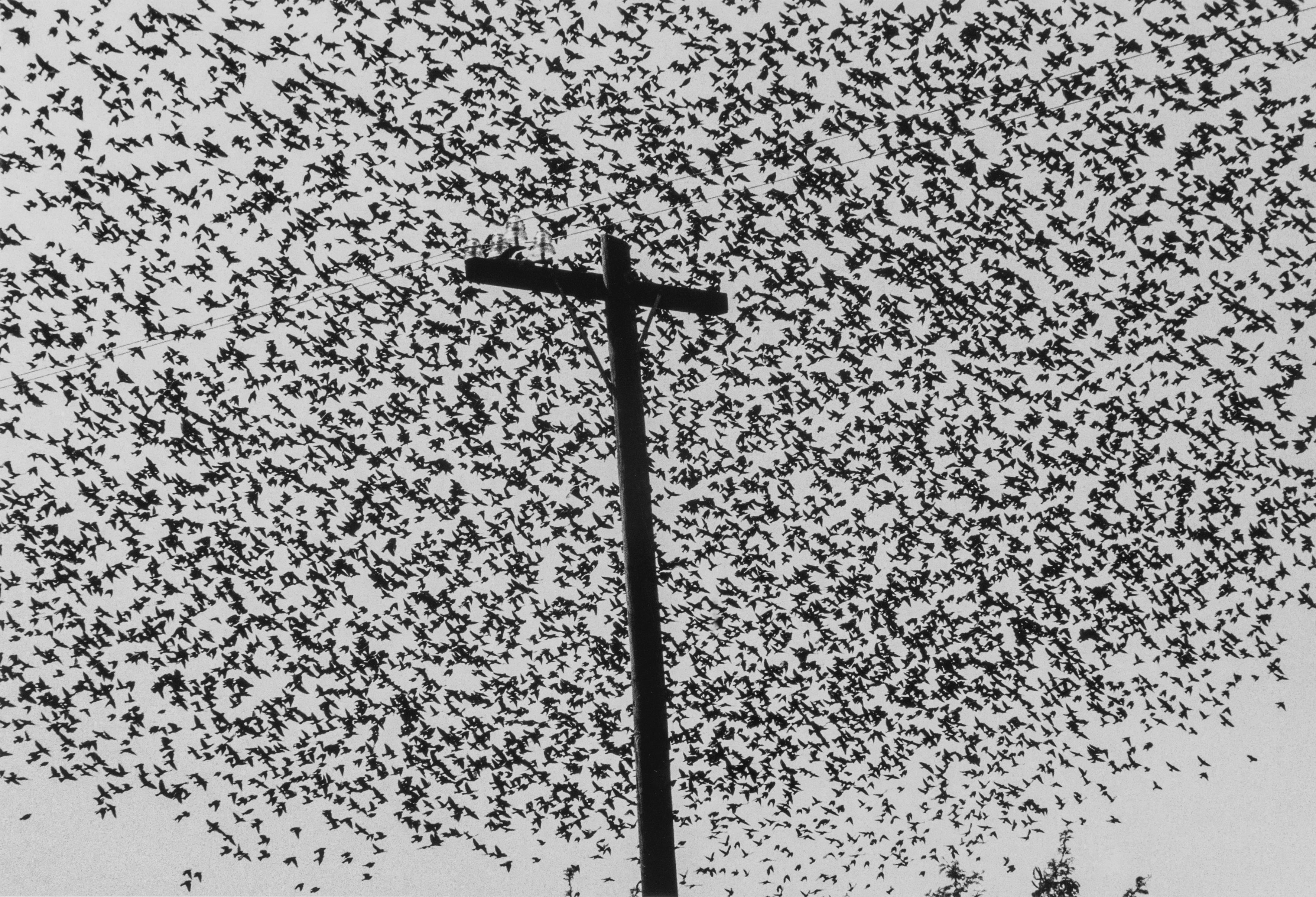 Graciela Iturbide Black and White Photograph - Pájaros en el Poste, Carretera [Birds on the Post, Highway], Guanajuato, 1990